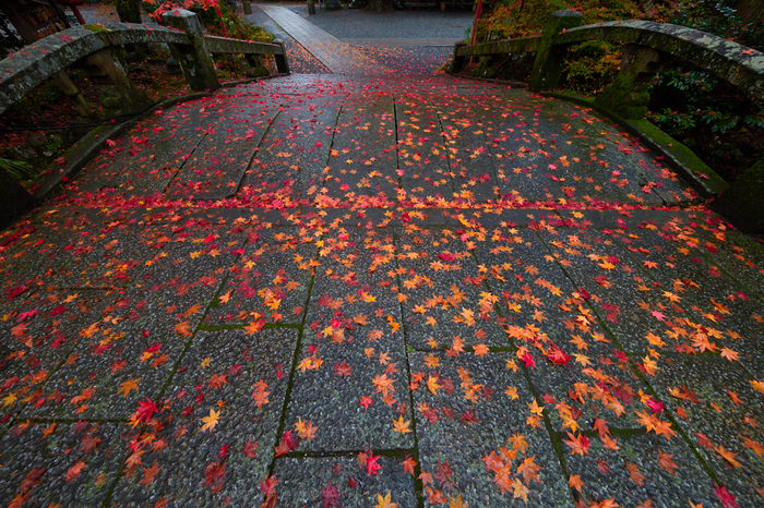 紅葉　国広作品 メーカー取寄】09-019s 紅葉のメタセコイアの並木道－滋賀